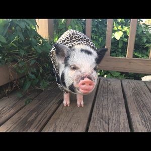 Meet your Posher, Jasmine